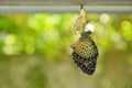 Butterfly metamorphosis from cocoon and prepare to flying on aluminum clothes line in garden Royalty Free Stock Photo