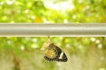 Butterfly metamorphosis from cocoon and prepare to flying on aluminum clothes line in garden Royalty Free Stock Photo