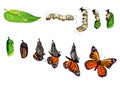 Butterfly metamorphosis horizontal set showing the development cycle from egg to adult insect realistic.