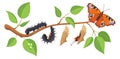 Butterfly metamorphosis stages on cartoon green tree branch