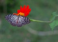 Butterfly on a mexican sunflower Royalty Free Stock Photo