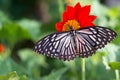 Butterfly on a mexican sunflower Royalty Free Stock Photo