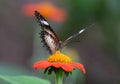Butterfly on a mexican sunflower