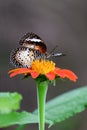 Butterfly on a mexican sunflower