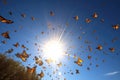 butterfly migration on a clear summer day, with the sun shining brightly