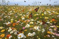 butterfly migration landing on field of wildflowers