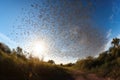 butterfly migration, with thousands of butterflies crossing the sunlit sky