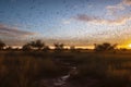 butterfly migration, with thousands of butterflies crossing a vast and open landscape