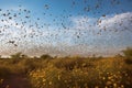 butterfly migration, with thousands of butterflies crossing a vast and open landscape