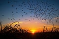 butterfly migration, with a view of the sun setting over the horizon