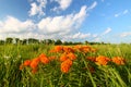 Butterfly Milkweed (Asclepias tuberosa) Royalty Free Stock Photo