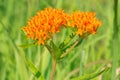 Butterfly Milkweed - Asclepias tuberosa Royalty Free Stock Photo