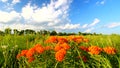 Butterfly Milkweed (Asclepias tuberosa)