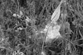 Butterfly milkweed seedpod in black and white Royalty Free Stock Photo