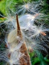 Butterfly Milkweed Seedpod nature abstract art nature Royalty Free Stock Photo
