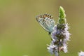 Butterfly on mint flower Royalty Free Stock Photo