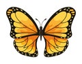 butterfly monarca illustration Royalty Free Stock Photo