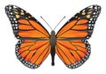 Butterfly monarch