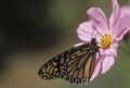 Butterfly monarch Royalty Free Stock Photo