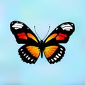 Butterfly Monarch. Butterfly Danaus plexippus