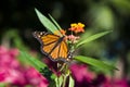 Butterfly - Monarch Danaus plexippus Royalty Free Stock Photo