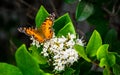 Butterfly Monarch Eating white flowers Texas migration