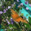 Butterfly Monarch - Mariposa Monarca