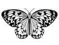 Butterfly, monochrome drawing in black and white, isolated tropical butterfly on white background