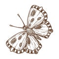 Butterfly insect monochrome sketch outline white vector illustration