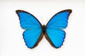 Butterfly morpho black and blue Royalty Free Stock Photo
