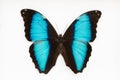 Butterfly morpho black and blue Royalty Free Stock Photo