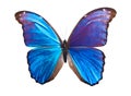 Butterfly Morpho Didius