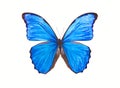 Butterfly Morpho Didius