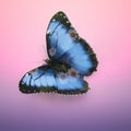 Butterfly Morpho didius. 3D rendering, double exposure effect