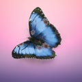 Butterfly Morpho didius. 3D rendering, double exposure effect Royalty Free Stock Photo