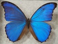 Butterfly Morpho didius. Species of butterflies from the genus Morpho family Nymphalidae. The butterfly is found in the