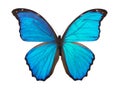 Butterfly morpho Royalty Free Stock Photo