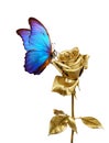 Butterfly morpho sitting on a golden rose isolated on white. golden rose and bright blue butterfly. decor for greeting card. Royalty Free Stock Photo