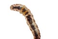 Butterfly moth caterpillar larva