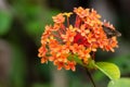 A butterfly moth pollenating getting nectar from one of many small bright orange flowers with copy space. Royalty Free Stock Photo