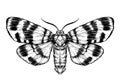 Butterfly / moth sketch. Detailed realistic sketch of a butterfly