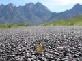 butterfly in the mountains Royalty Free Stock Photo