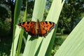 Butterfly Multicolor black-red