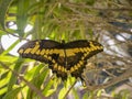 Butterfly in museum exhibition. Diversity preservation.