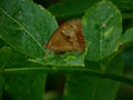 Bull's eye butterfly in the meadow