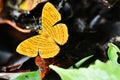 Butterfly name Royalty Free Stock Photo