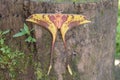 Butterfly is name Moon Moth or Maenas Silkmoth