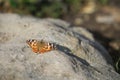 Butterfly name Vanessa cardui or so called painted lady