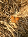 Butterfly natural beauty    & cutness Royalty Free Stock Photo