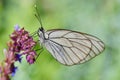 Butterfly in natural habitat (aporia crataegi) Royalty Free Stock Photo
